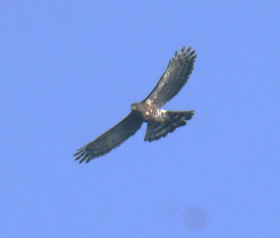 Crested Goshawk - ML616813936