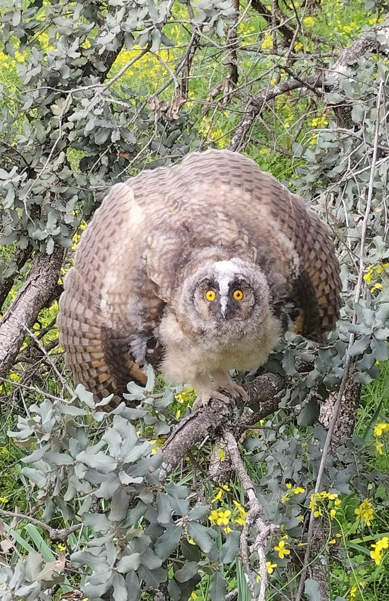 Long-eared Owl - Álvaro Nicolau