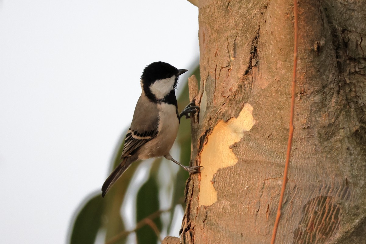 Cinereous Tit - ML616813944