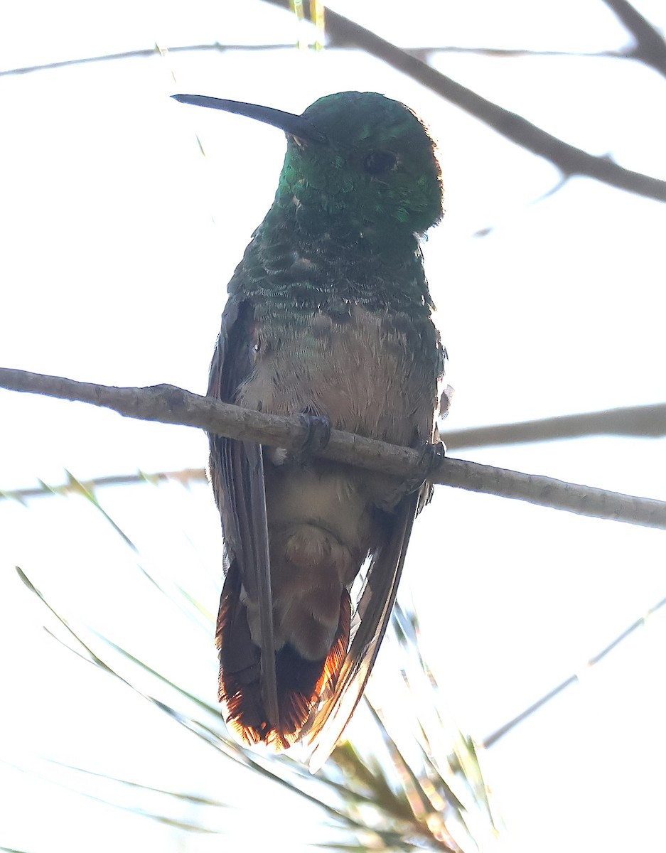 kolibřík mexický - ML616813951