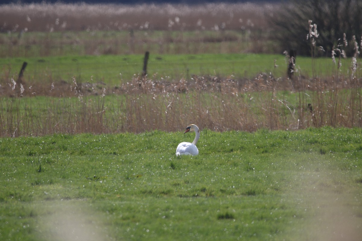 Cygne tuberculé - ML616813959