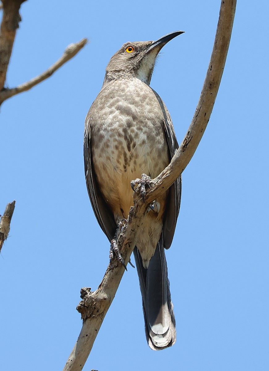 Curve-billed Thrasher (curvirostre Group) - ML616813965