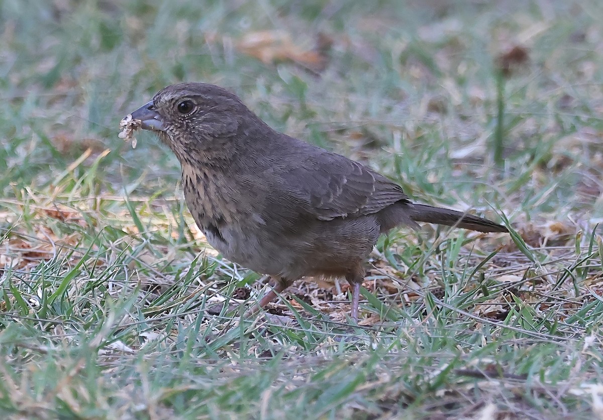 Canyon Towhee - Gareth Hughes