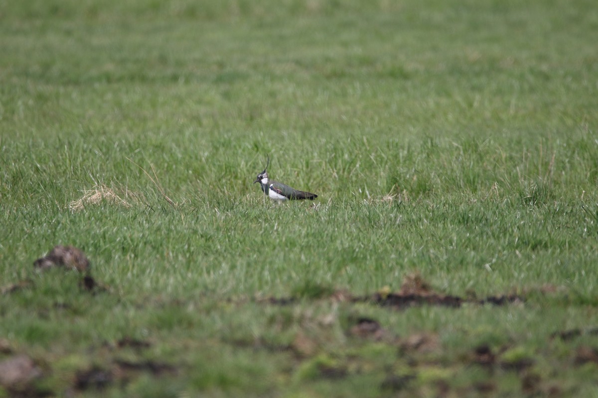 Northern Lapwing - ML616813972