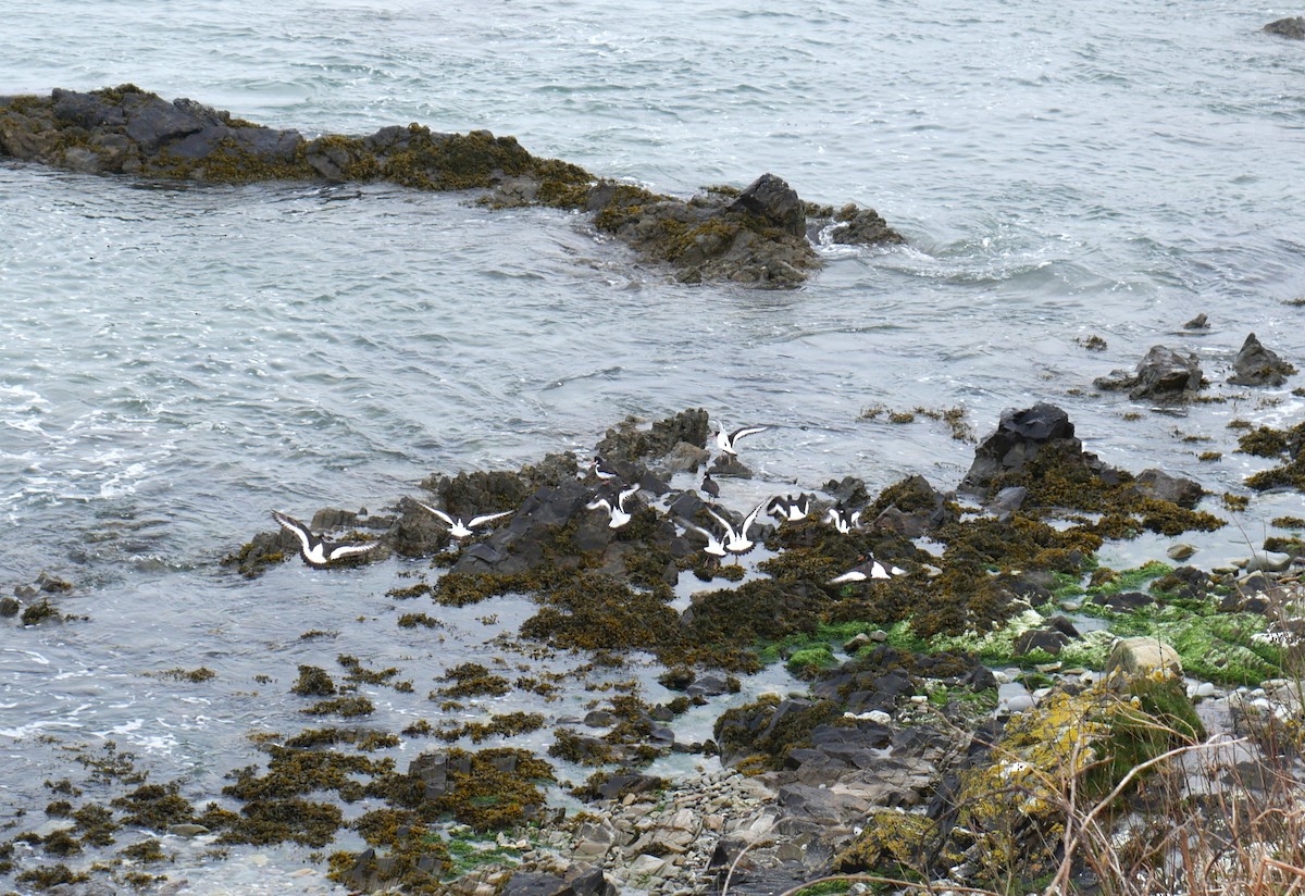 Eurasian Oystercatcher - ML616813978