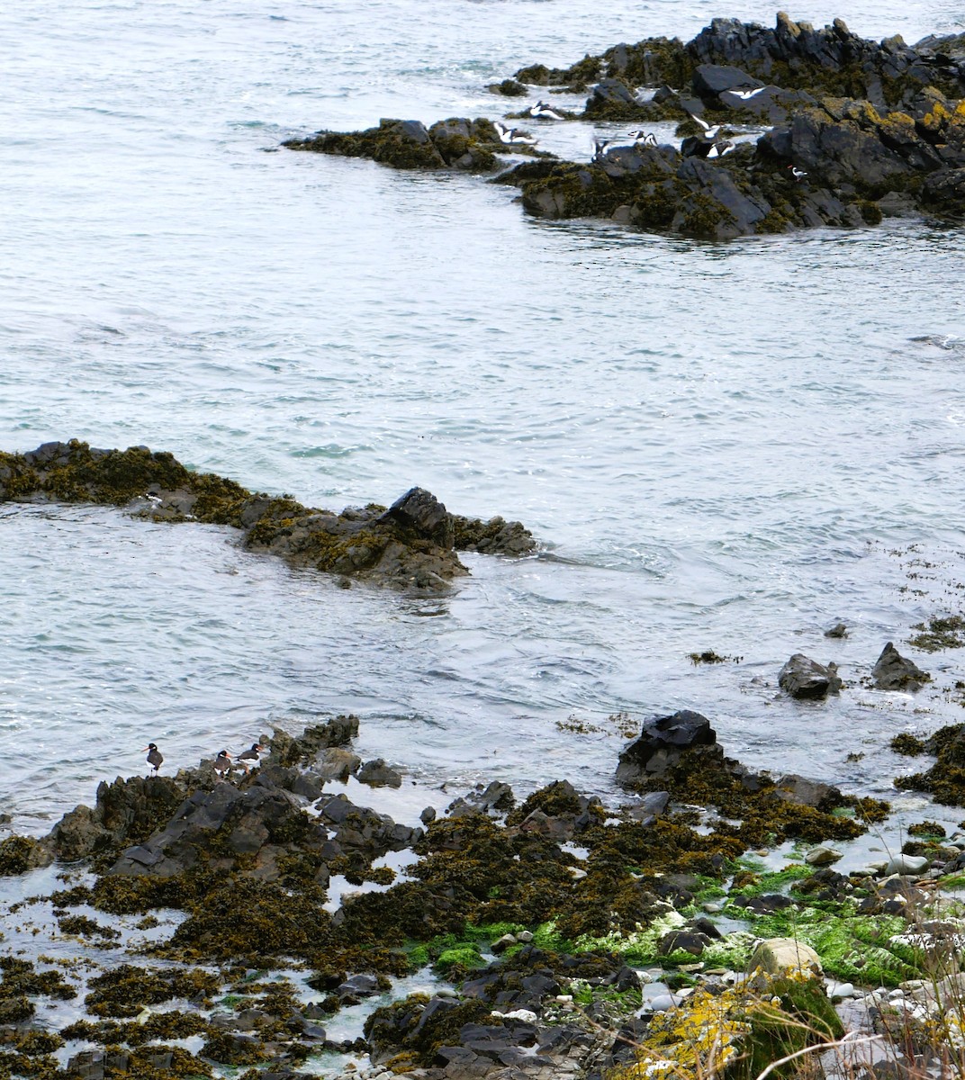 Eurasian Oystercatcher - ML616813981