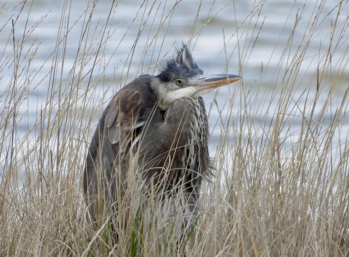 Great Blue Heron - ML616813989