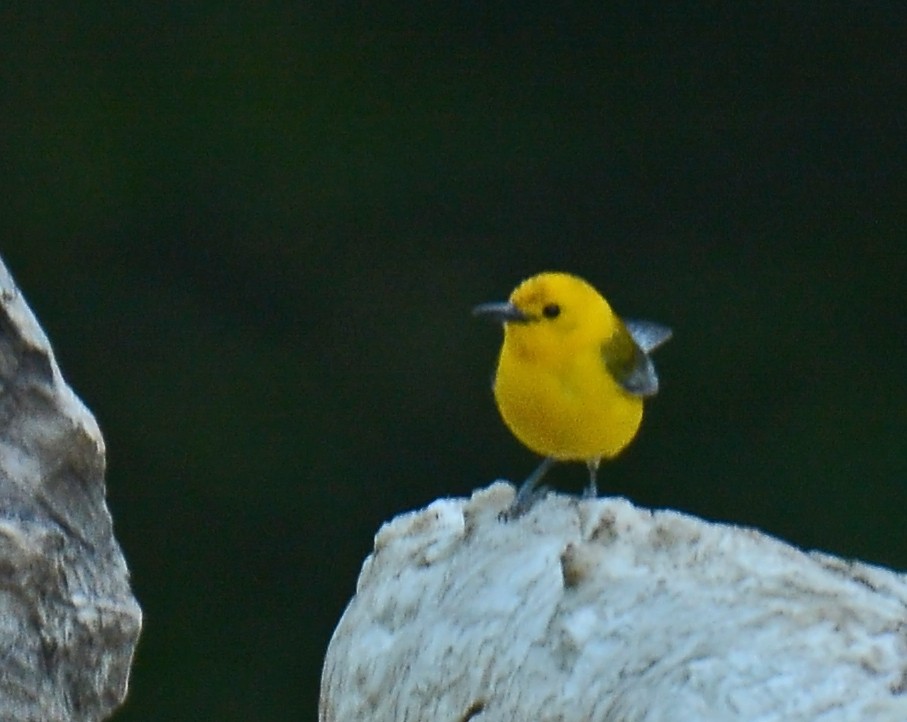 Prothonotary Warbler - ML61681401