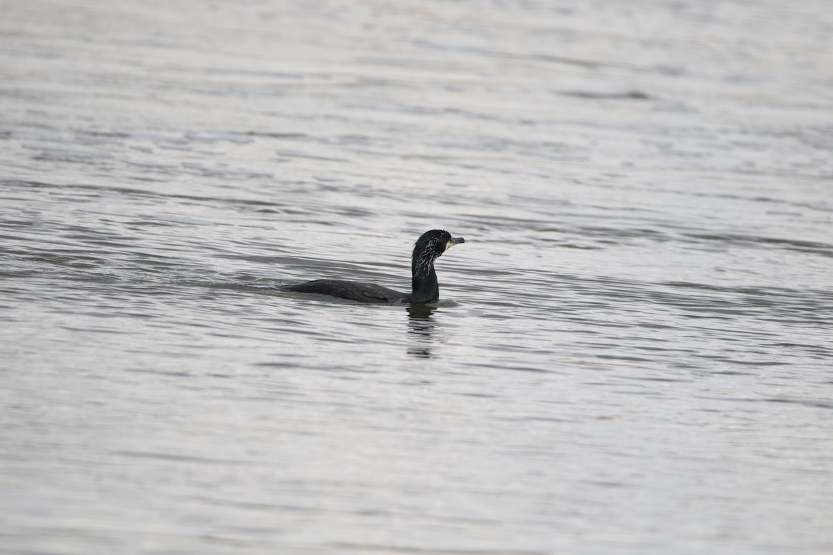 Great Cormorant (Eurasian) - ML616814019