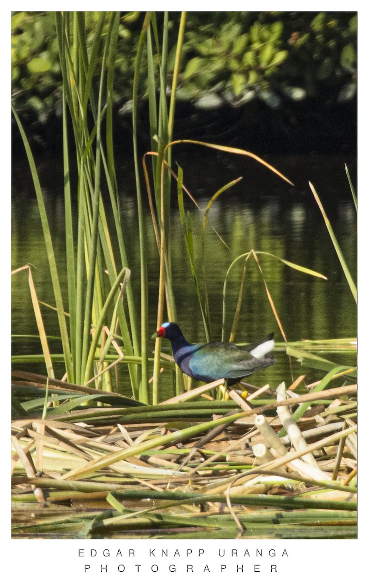 Purple Gallinule - Edgar Knapp Uranga