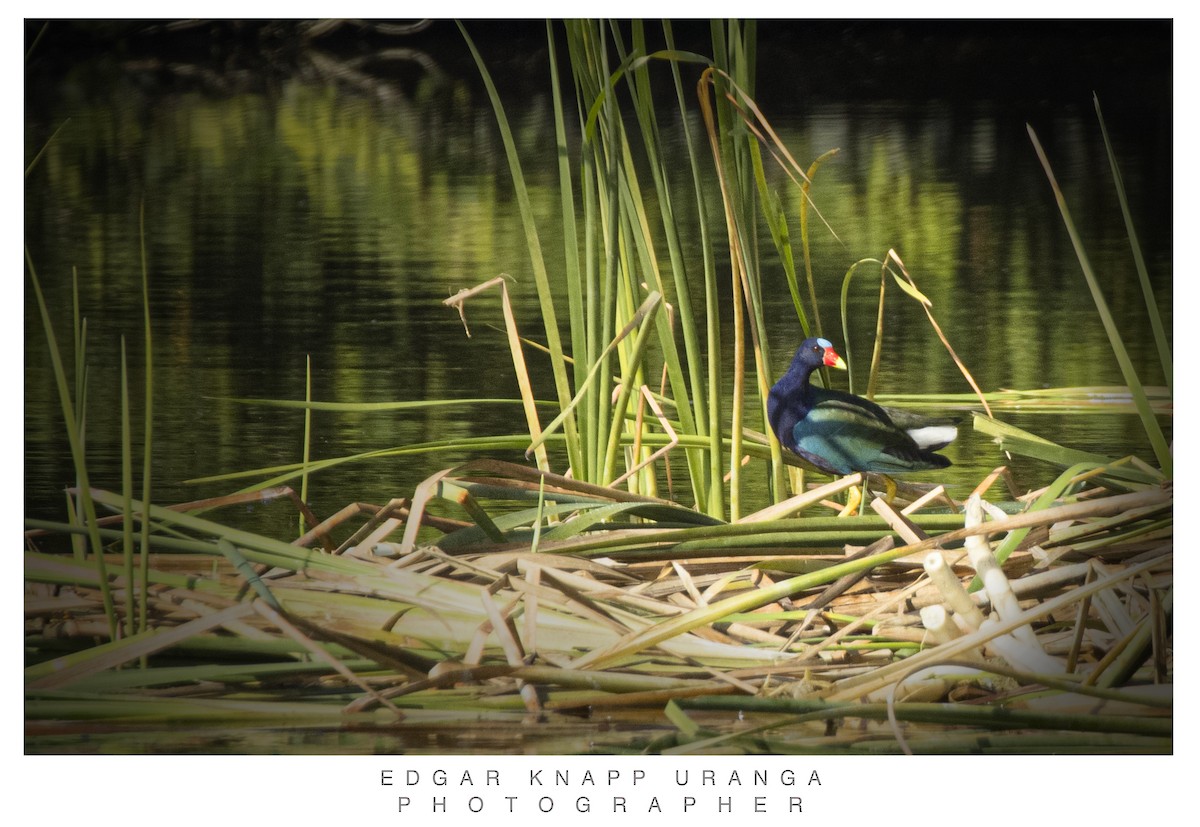 Purple Gallinule - ML616814033