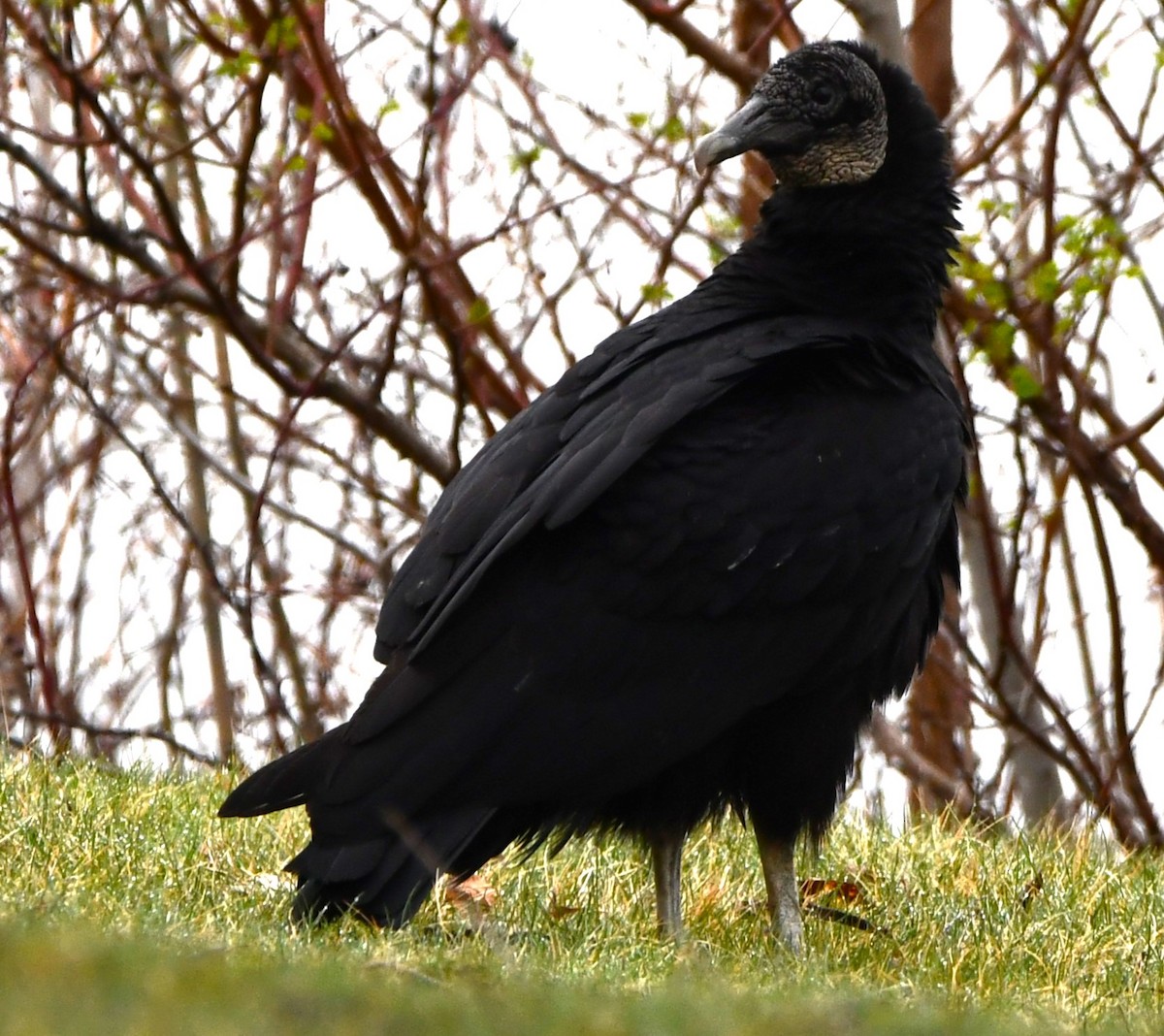 Black Vulture - Gregory Hartman