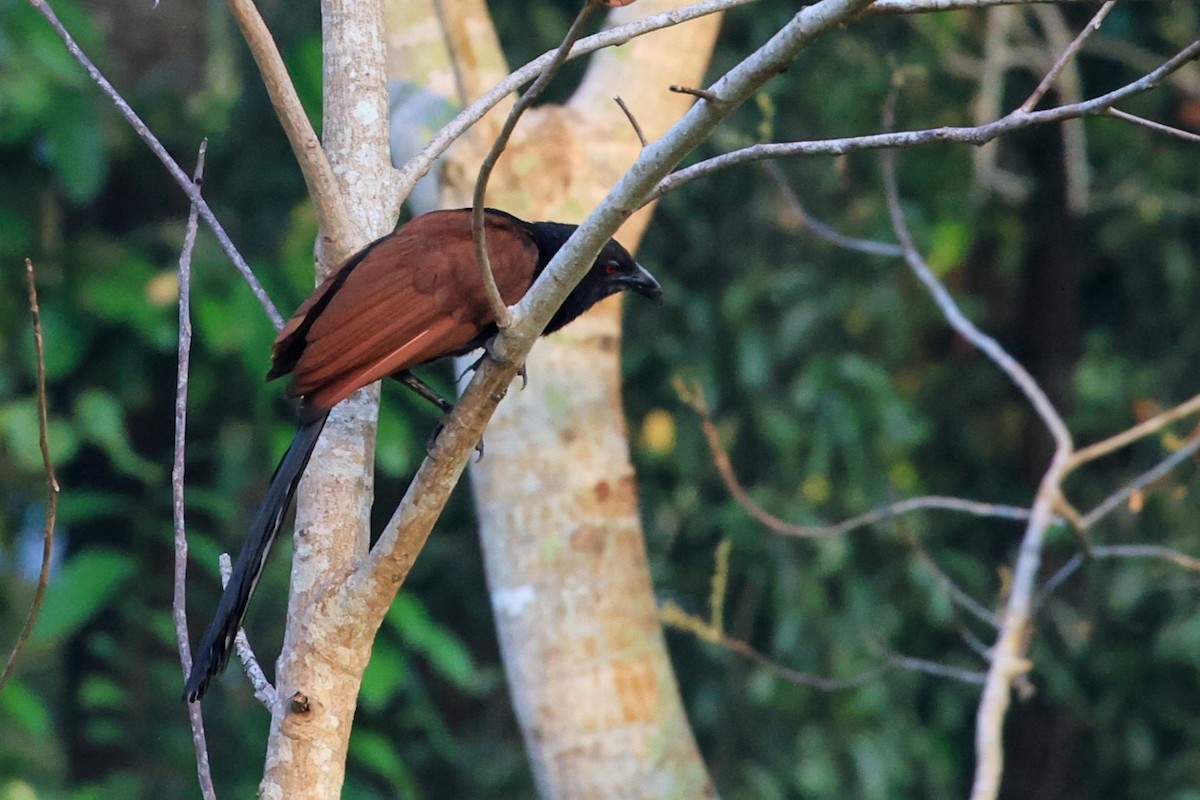 Greater Coucal - ML616814093