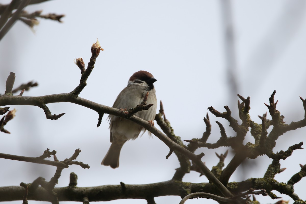 Eurasian Tree Sparrow - ML616814101