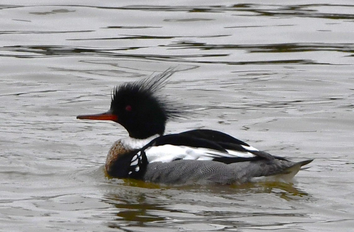 Red-breasted Merganser - ML616814110