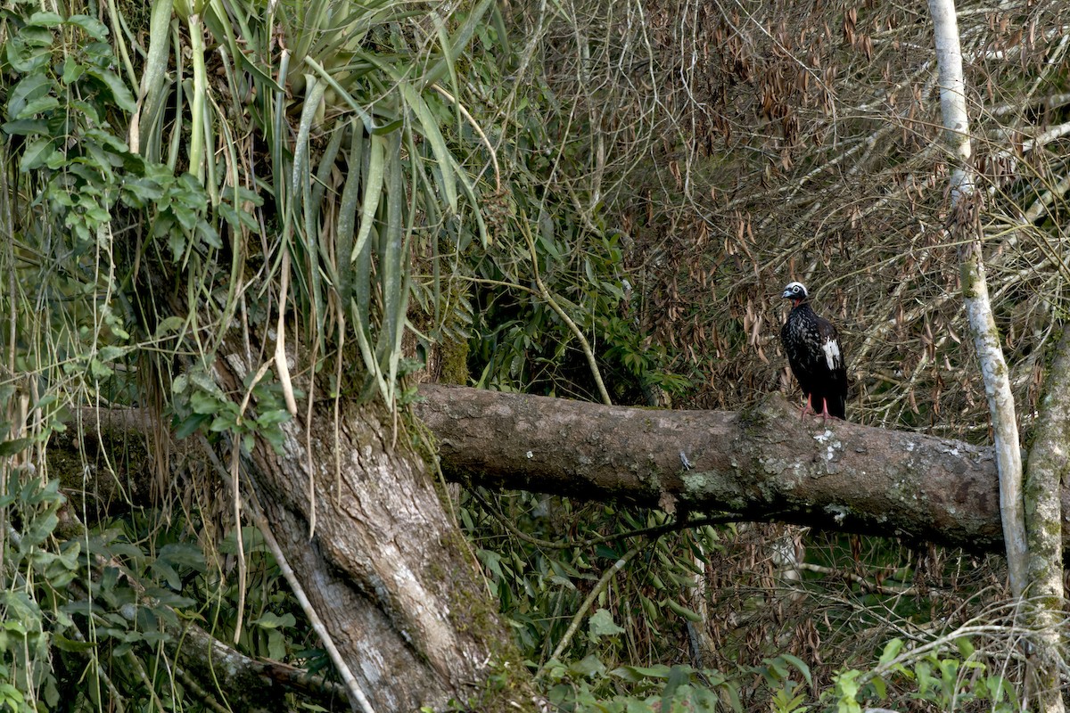 Pava Yacutinga - ML616814126