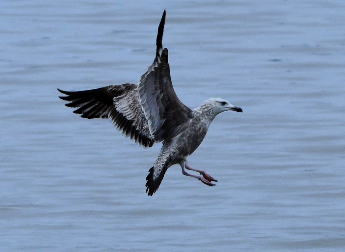 Herring Gull - ML616814128