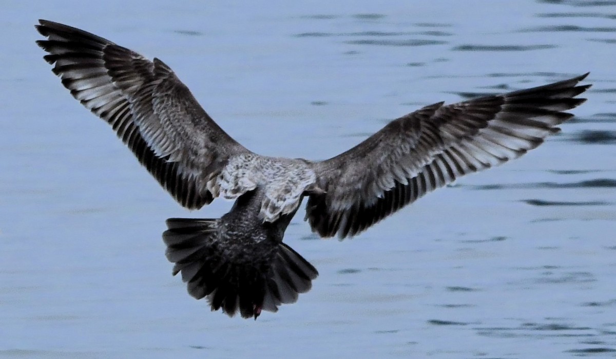 Herring Gull (American) - ML616814136