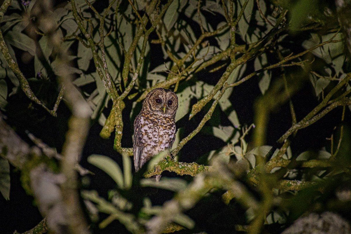 Rusty-barred Owl - Mauricio  Silvera