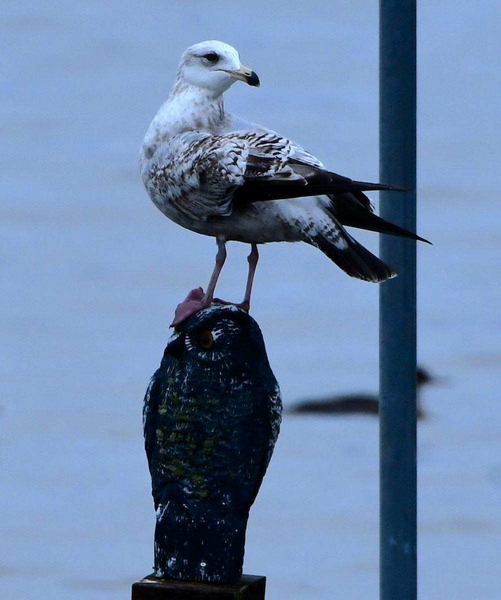 Herring Gull - Gregory Hartman