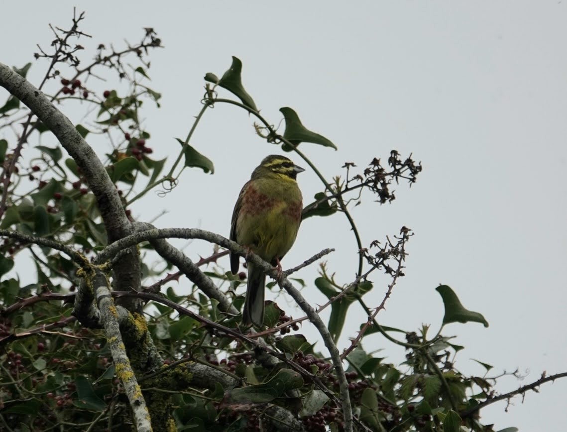 Cirl Bunting - Seppo Hjerppe