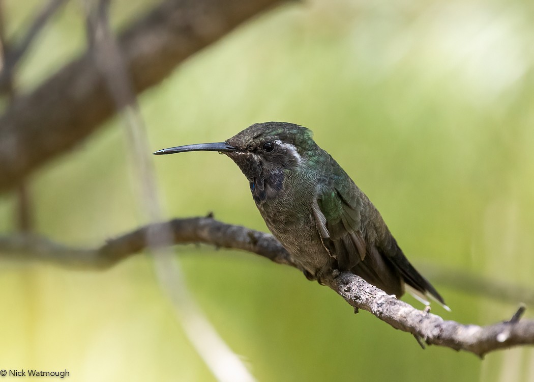 kolibřík blankytohrdlý - ML616814176