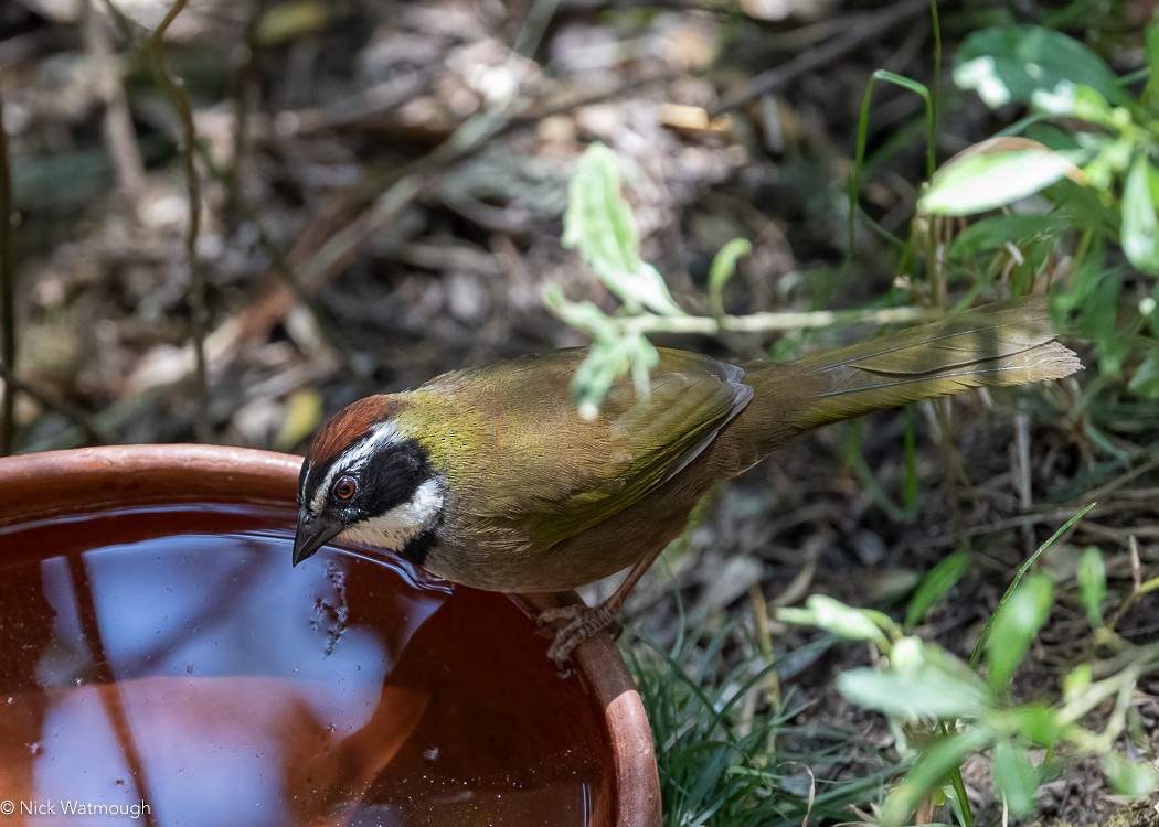 Collared Towhee - ML616814180