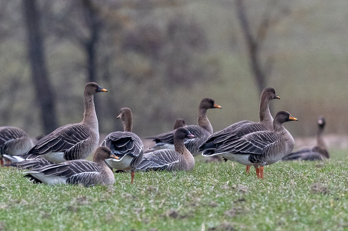 Pink-footed Goose - Hans Norelius