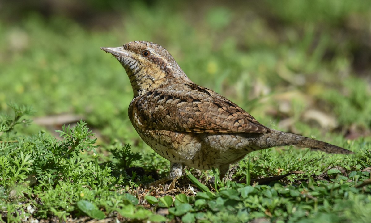 Eurasian Wryneck - ML616814205