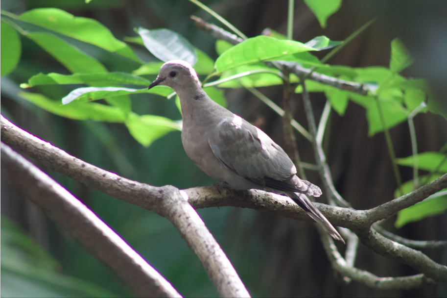 Eurasian Collared-Dove - ML616814250