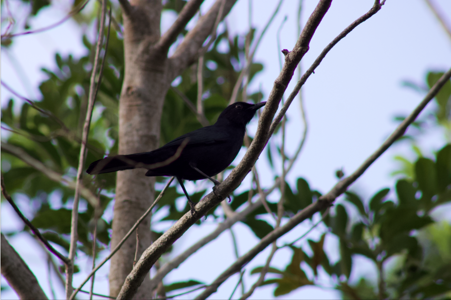 Black Catbird - ML616814260