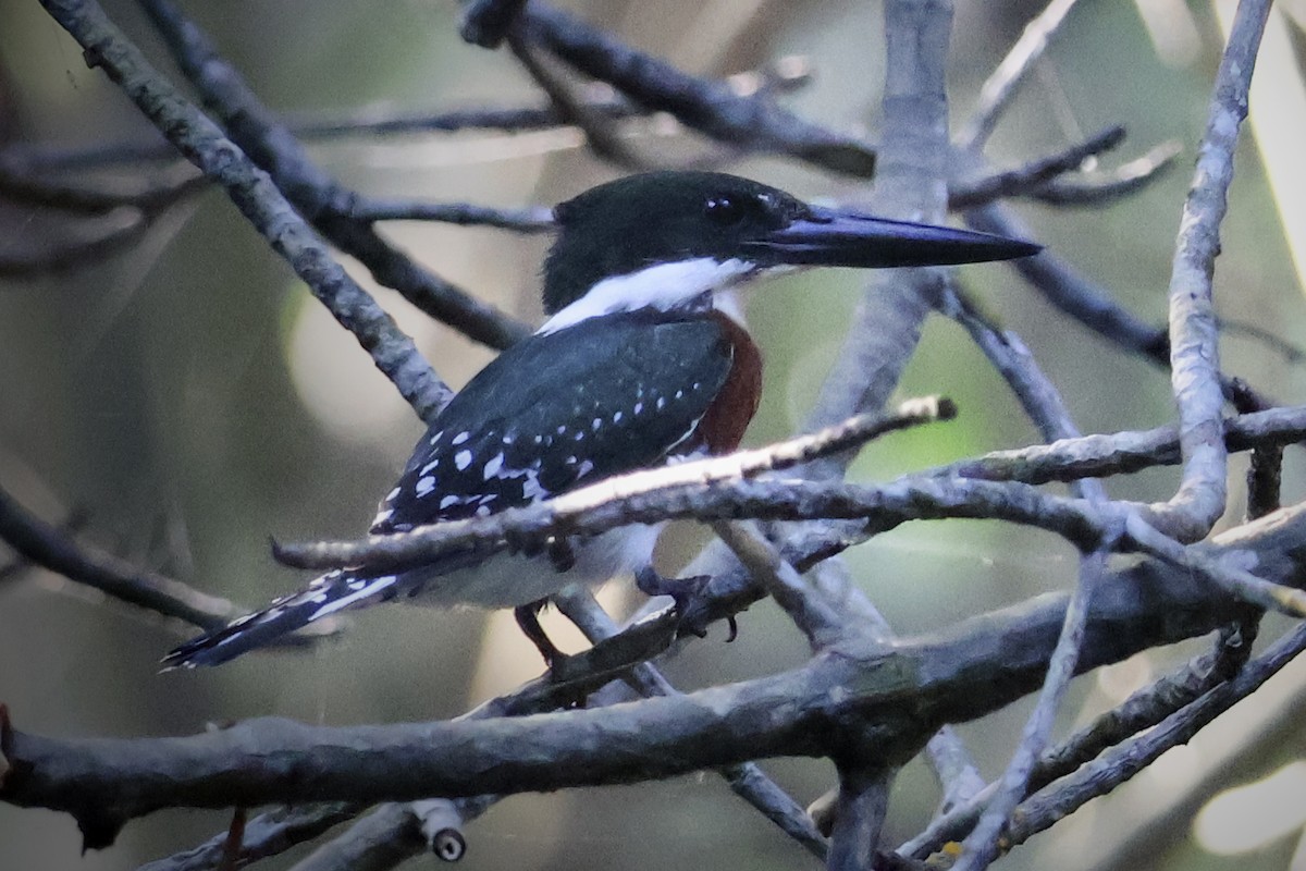 Green Kingfisher - ML616814293