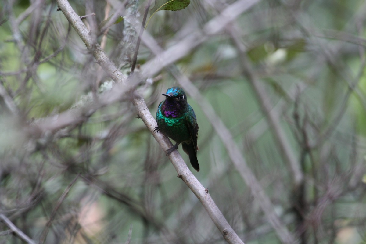 Colibrí Violeta - ML616814298