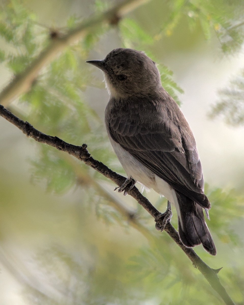 Wahlberg's Honeyguide - Cameron Blair