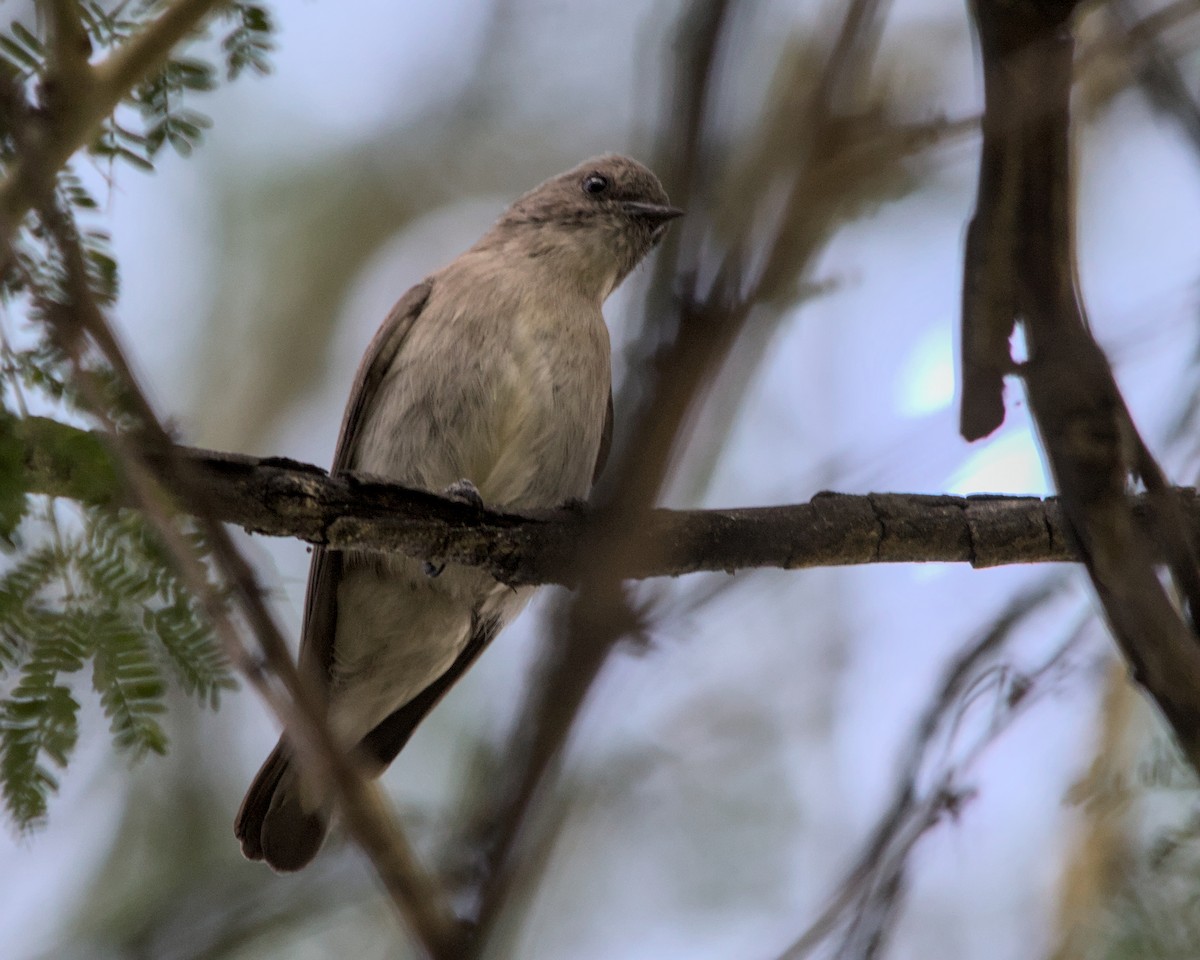 Wahlberg's Honeyguide - ML616814317