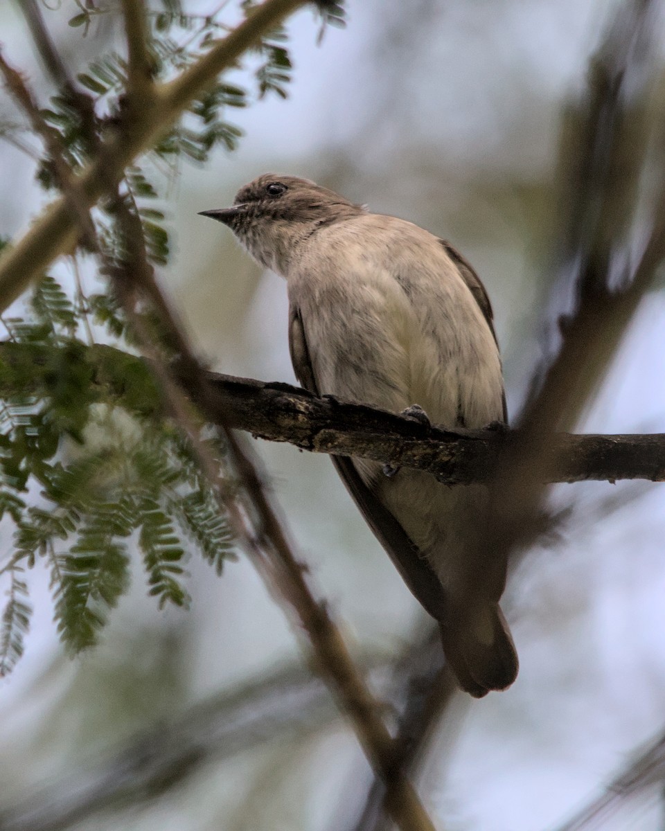 Wahlberg's Honeyguide - ML616814318