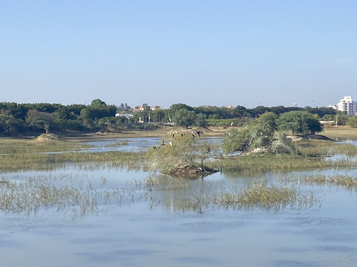 Little Egret - Hetali Karia