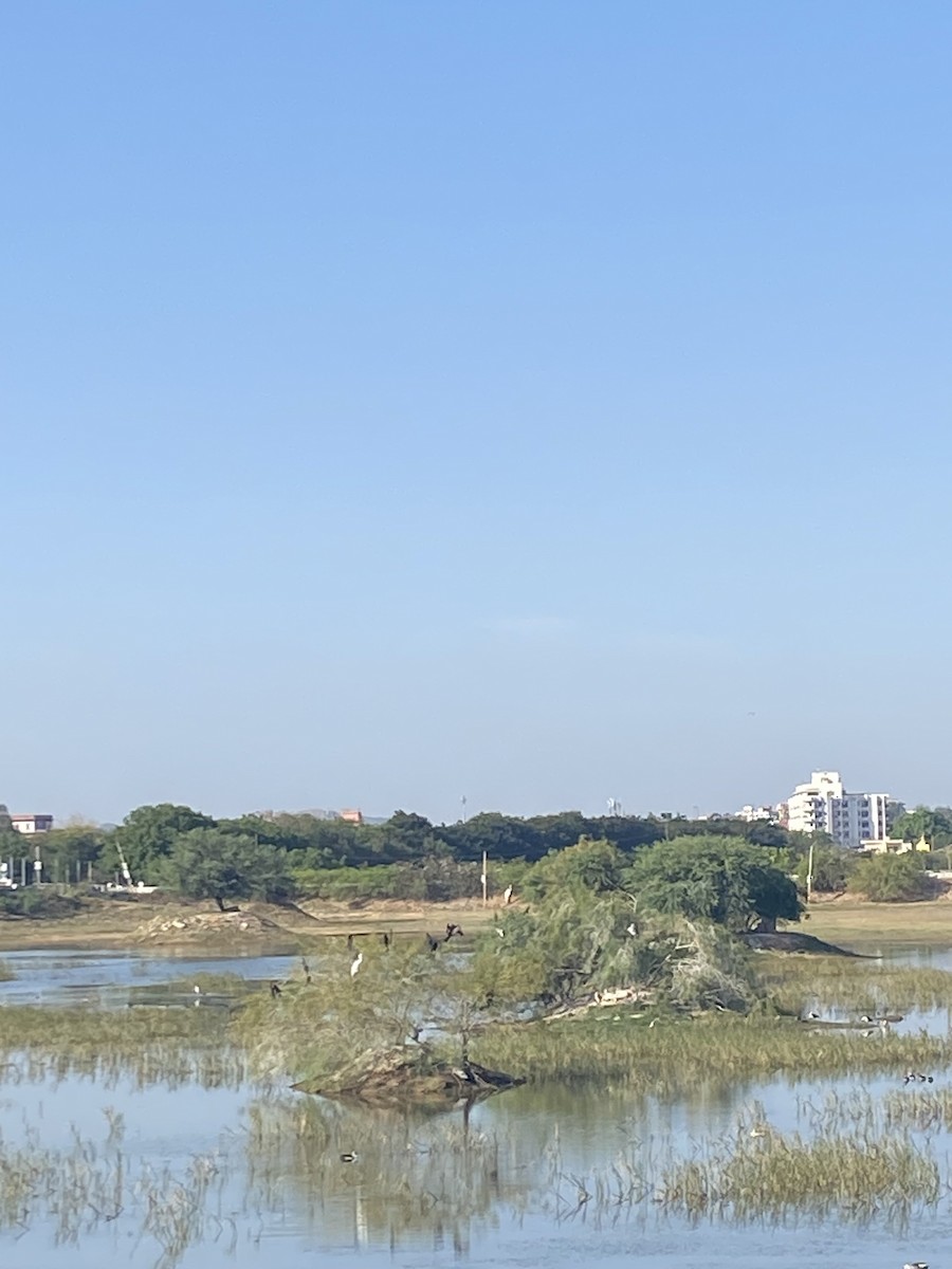 Little Egret - Hetali Karia