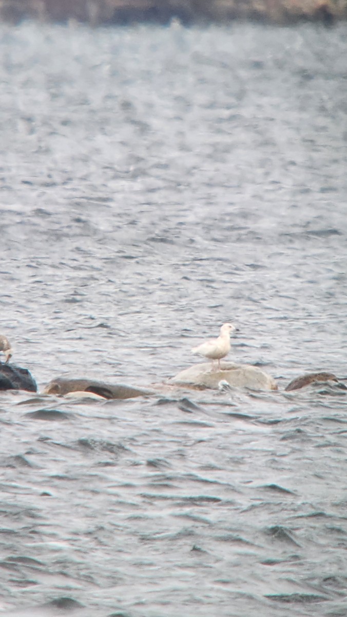 Gaviota Groenlandesa - ML616814451