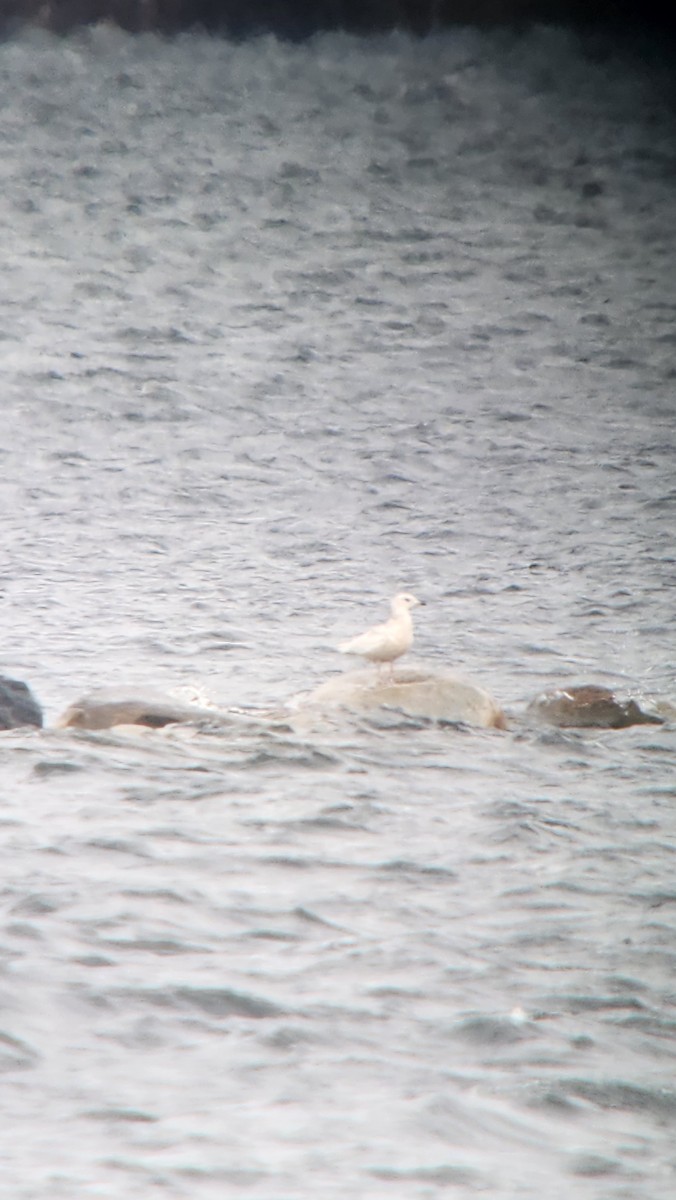 Iceland Gull - ML616814452