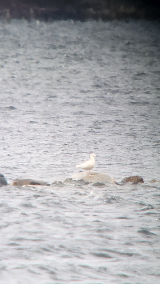 Gaviota Groenlandesa - ML616814453