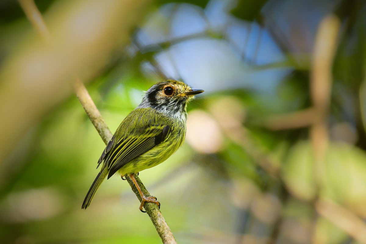 Eared Pygmy-Tyrant - ML616814500