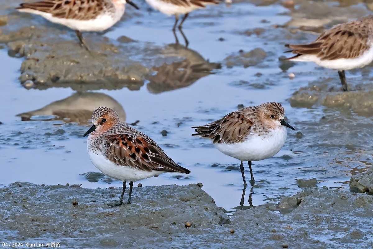 Red-necked Stint - Lim Ying Hien