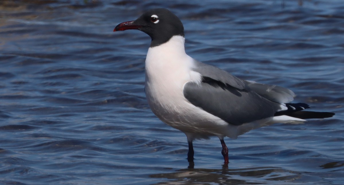 Laughing Gull - ML616814536