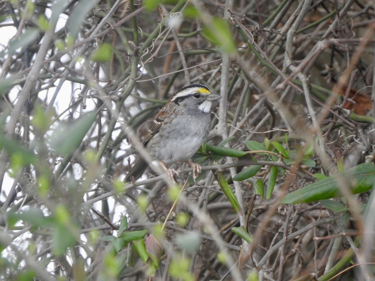 White-throated Sparrow - Anita Hooker
