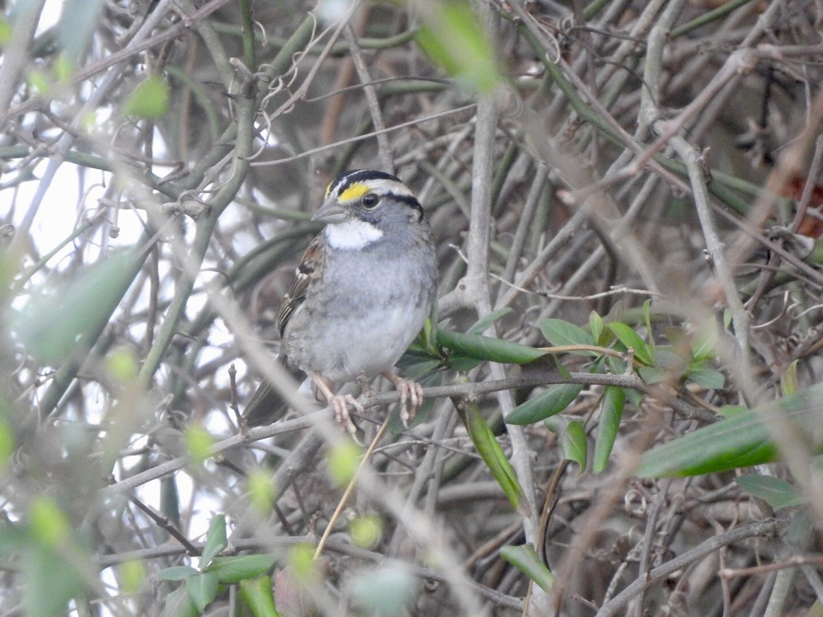 White-throated Sparrow - ML616814539