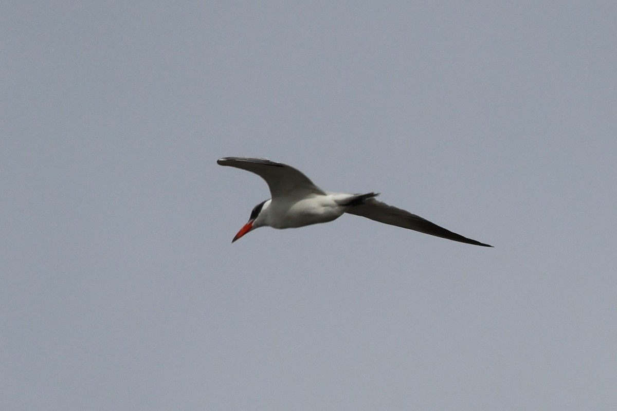 large tern sp. - ML616814546