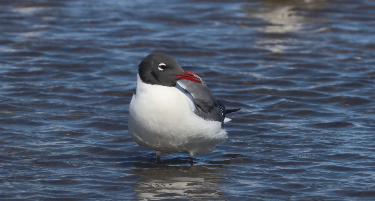 Gaviota Guanaguanare - ML616814554