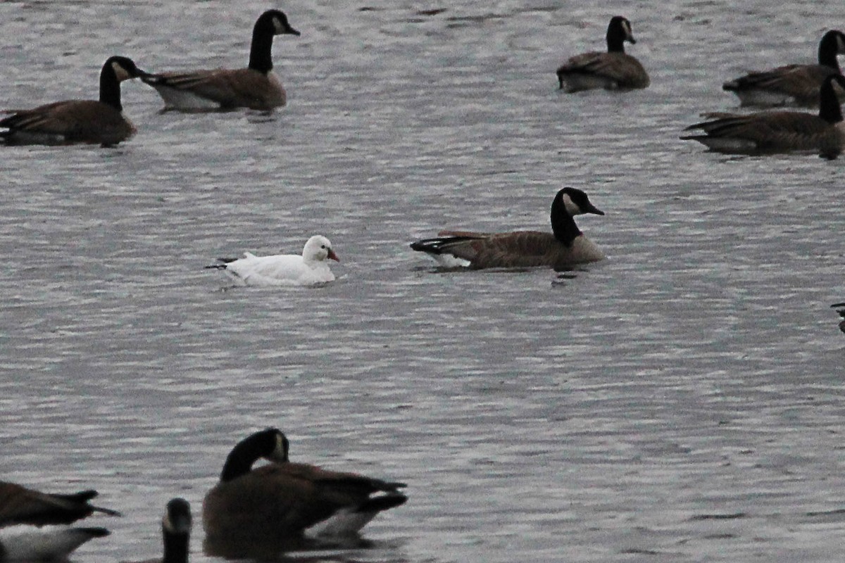 Ross's Goose - ML616814565