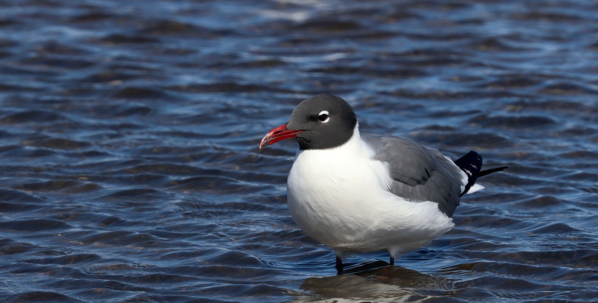 Laughing Gull - ML616814570